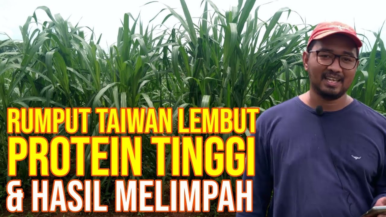 
                                 Pakan-Ternak-Rumput-Taiwan-Budidaya-Hijauan-Protein-Tinggi